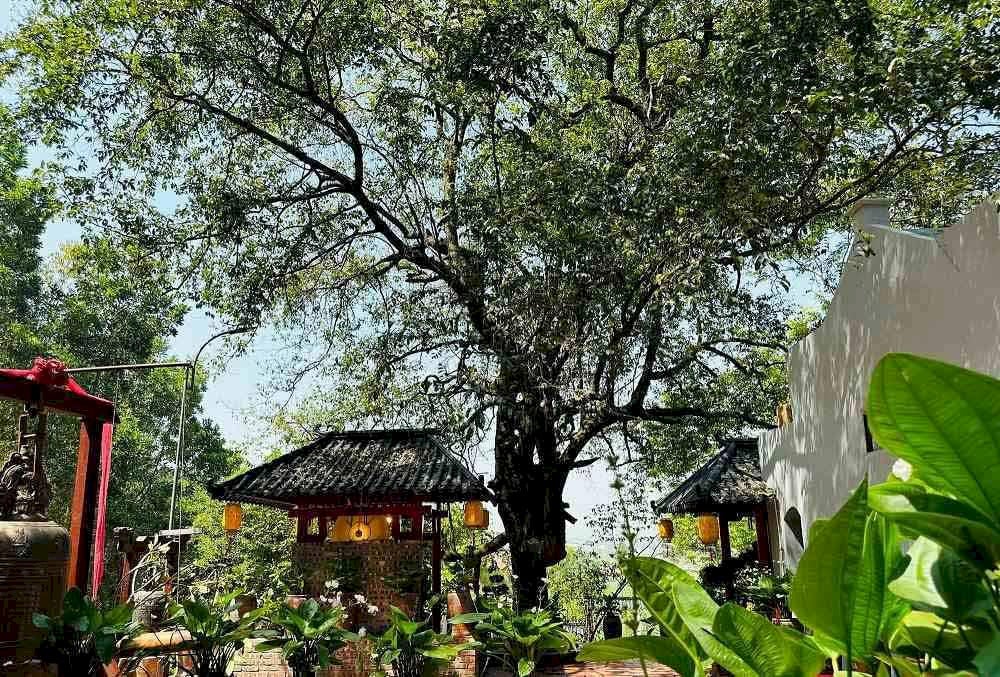 Gốc cây thị hàng trăm năm tuổi đến nay